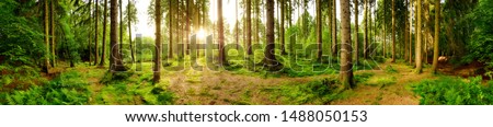 Similar – Image, Stock Photo Sun Shining Through Forest Woods Over Lane, Country Road. Path, Walkway In Autumn Forest. Sunset Sunrise In Trees Woods