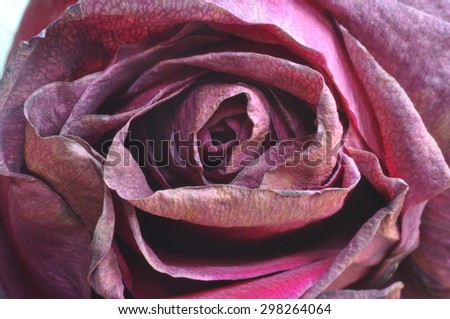 Wilted Rose 8