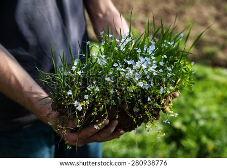 Human hand holding a piece of soil with grass and flowers