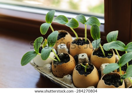 On the windowsill is a box of sprouts in egg shells