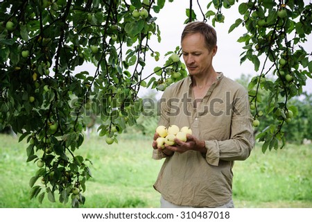Man collecting the apples from the trees in the garden