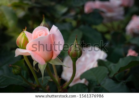 Similar – Image, Stock Photo pink rosebud about to bloom IV