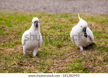 Sulphur Crested Cockatoo/Feel free to ask if you have any questions