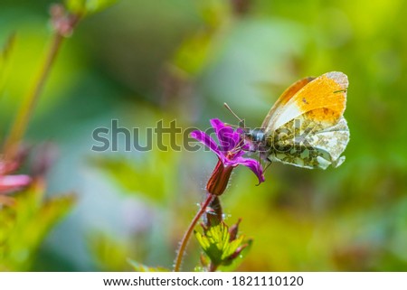 Similar – Image, Stock Photo Geranium robertianum macro with natural background Pink and white five-petal flower. Copy space with unfocused background.