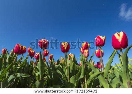 Red yellow tulips close-up against a blue sky