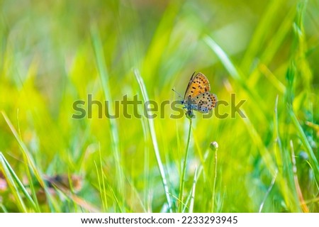 Sooty copper butterfly Lycaena tityrus pollinating on a oxeye daisy in summer. Foto stock © 