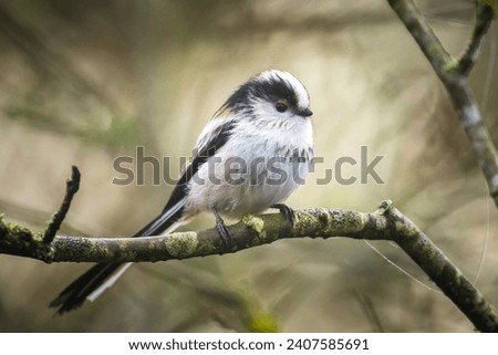 Similar – Foto Bild Schwanzmeise im Baum Natur