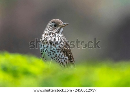 Similar – Image, Stock Photo Thrush in tree