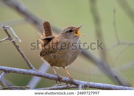 Similar – Image, Stock Photo Wren Portrait wren