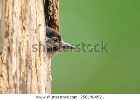 Similar – Image, Stock Photo Great spotted woodpecker on tree trunk