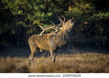 Similar – Image, Stock Photo Red Deer (Cervus elaphus) Stag bellowing during the rut.