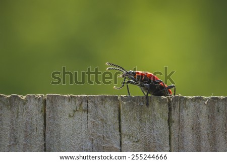 A red lily leaf beetle shield bug walking the neighbor fence, on the lookout.