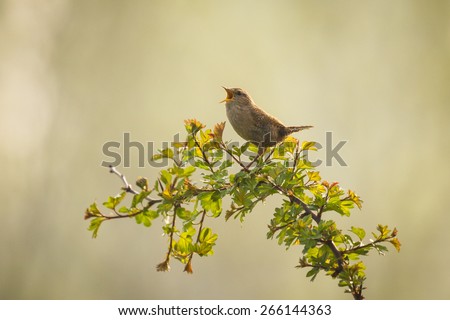Eurasian Wren (Troglodytes troglodytes) singing a song. It is early morning in Spring, the sun has just came up causing a warm orange glow due to the fog that is dissolving slowly.