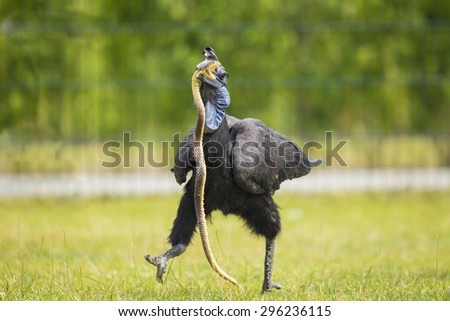 A northern ground hornbill killing a toy snake at a bird show.
