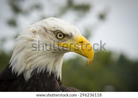 Close-up portrait of a American bald Eagle (Haliaeetus leucocephalus), side view.
