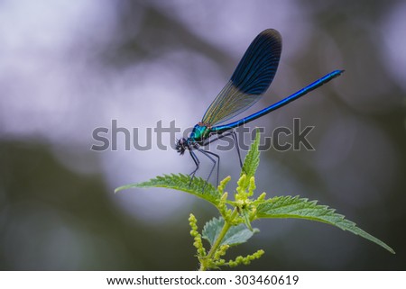 A closeup of a banded demoiselle resting on stinging nettles.