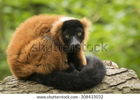 A captive red ruffed lemur (Varecia rubra) leaning on a tree trunk, in a forest. These primates are native to the rainforests of Masoala, in the northeast of the island Madagascar.
