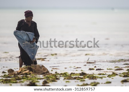 Zanzibar, Tanzania - January 21 2015. Women harvest the sea weed for soap, cosmetics and medicin. The rising water temperature due to climate change is the reason for the seaweed mortality.