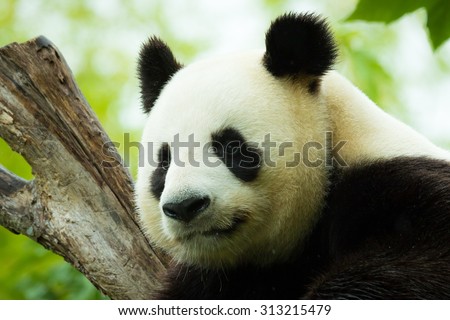 Giant panda bear falls asleep during the rain in a forest after eating bamboo