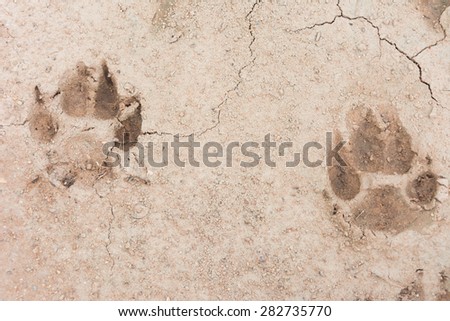 animal footprint on ground