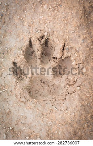 animal footprint on ground