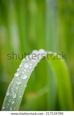 water drops on lemon grass leaves at bad weather when raining