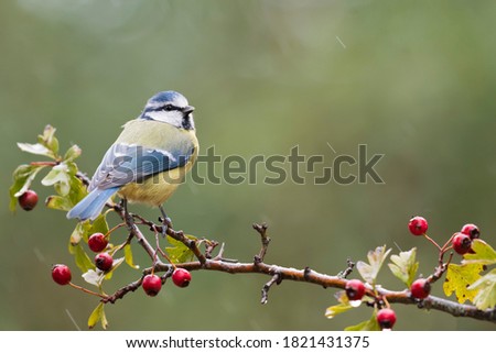 
Blue tit on a rainy afternoon.Perched on a beautiful hawthorn. Foto d'archivio © 