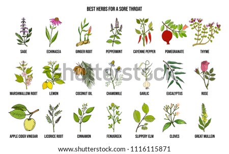 Best herbs for a sore throat. Hand drawn vector set of medicinal plants