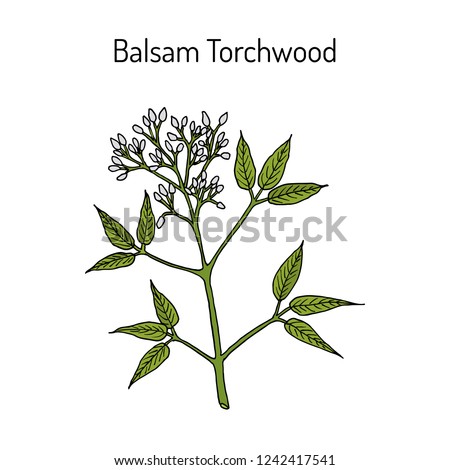 Balsam Torchwood (amyris balsamifera), medicinal plant. Hand drawn botanical vector illustration