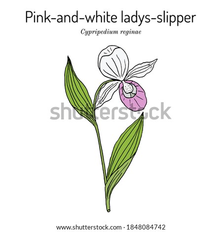 Queens or pink-and-white ladys-slipper (Cypripedium reginae), state flower of Minnesota. Hand drawn botanical vector illustration