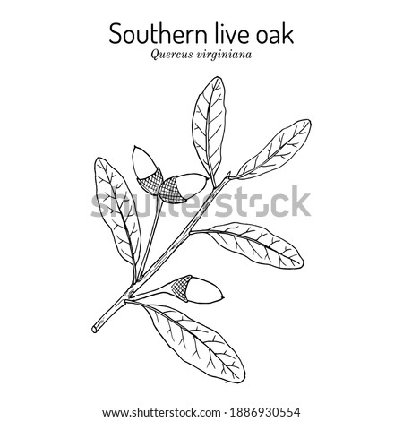 Southern live oak (Quercus virginiana), state tree of Georgia. Hand drawn botanical vector illustration