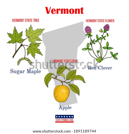 Vermont. Set of USA official state symbols. Vector hand drawn illustration