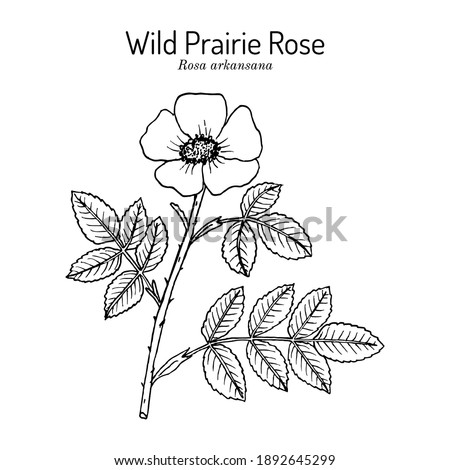 Wild prairie rose (Rosa arkansana), ornamental plant, Official State Flower of Iowa and North Dakota. Botanical hand drawn vector illustration
