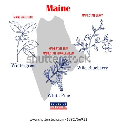 Maine. Set of USA official state symbols. Vector hand drawn illustration