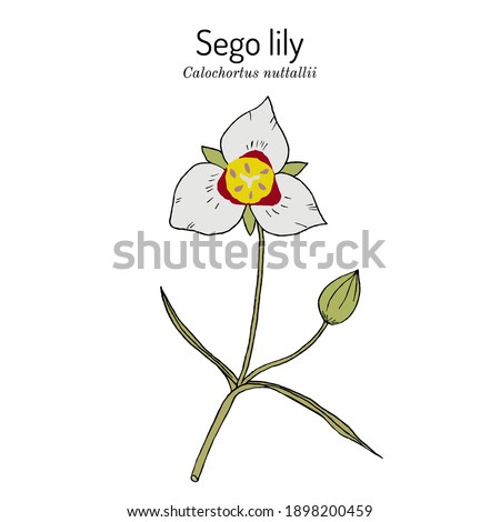 Sego lily (calochortus nuttallii), state flower of Utah. Vector hand drawn illustration