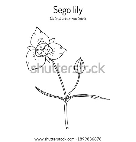 Sego lily (calochortus nuttallii), state flower of Utah. Vector hand drawn illustration