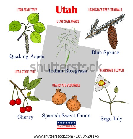 Utah. Set of USA official state symbols. Vector hand drawn illustration