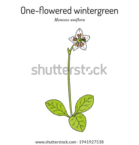 One-flowered wintergreen, or single delight (Moneses uniflora), medicinal plant. Hand drawn botanical vector illustration