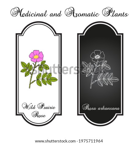 Wild prairie rose (Rosa arkansana), ornamental plant, Official State Flower of Iowa and North Dakota. Botanical hand drawn vector illustration