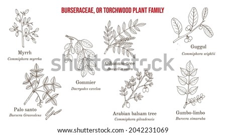 The Burseraceae, or torchwood plant family collection. Hand drawn botanical vector illustration