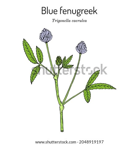 Blue fenugreek or utskho suneli (Trigonella caerulea), medicinal and edible plant. Hand drawn botanical vector illustration