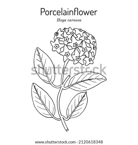 Porcelain flower or wax plant (Hoya carnosa) ornamental and medicinal plant. Hand drawn botanical vector illustration