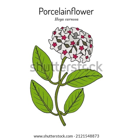 Porcelain flower or wax plant (Hoya carnosa) ornamental and medicinal plant. Hand drawn botanical vector illustration