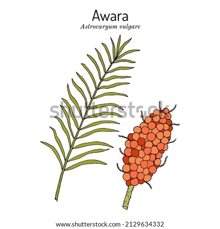 Avara or tucum palm (Astrocaryum vulgare), edible and medicinal plant. Hand drawn botanical vector illustration