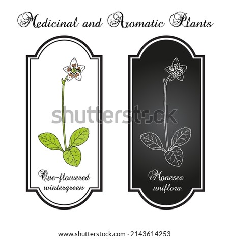One-flowered wintergreen, or single delight (Moneses uniflora), medicinal plant. Hand drawn botanical vector illustration