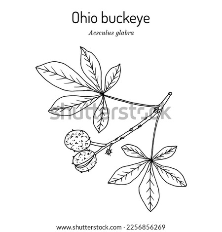 Ohio buckeye (Aesculus glabra), medicinal plant. Hand drawn botanical vector illustration