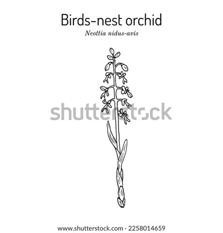 Birds-nest orchid (Neottia nidus-avis), medicinal plant. Hand drawn botanical vector illustration