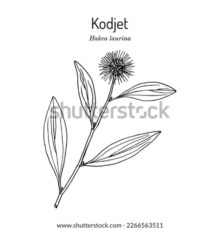 Kodjet or pin-cushion hakea (Hakea laurina), ornamental plant. Hand drawn botanical vector illustration