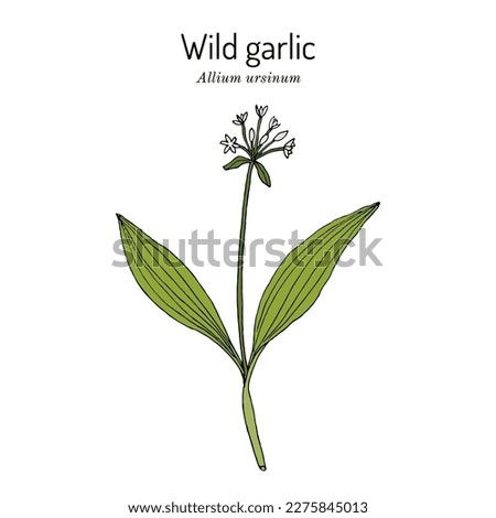 Wild garlic, or bear leek (Allium ursinum), or ramsons, buckrams, edible and medicinal plant. Hand drawn botanical vector illustration