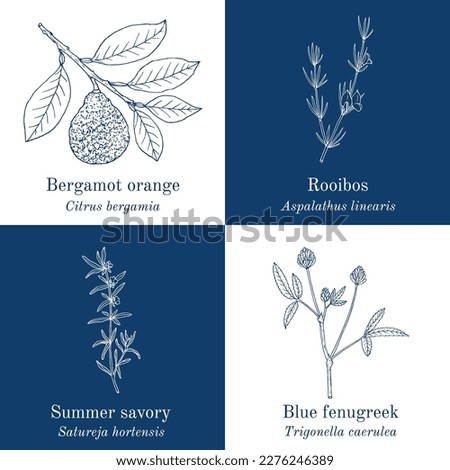 Set of edible and medicinal plants. Hand drawn botanical vector illustration